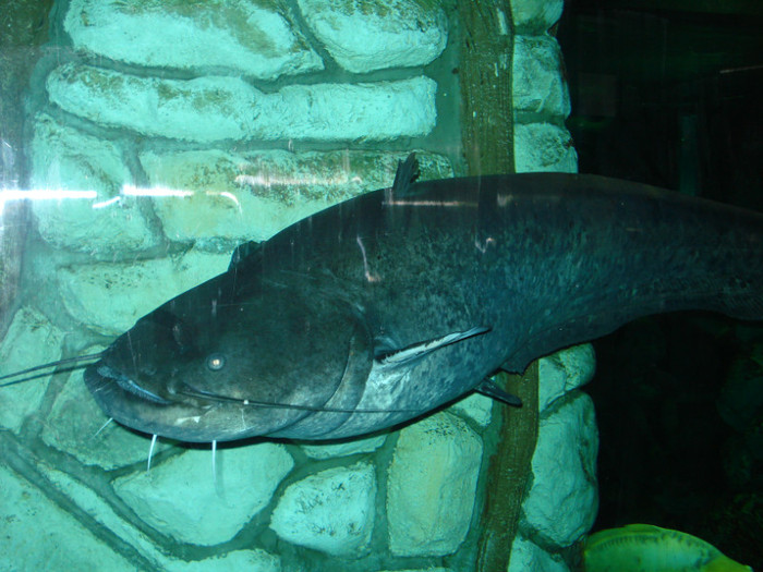 sectiunea de acvaristica