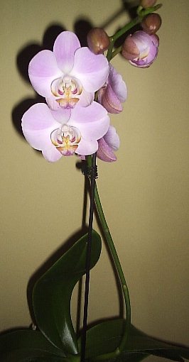 11.08.2012 - Phalaenopsis
