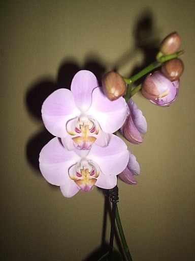 11.08.2012 - Phalaenopsis