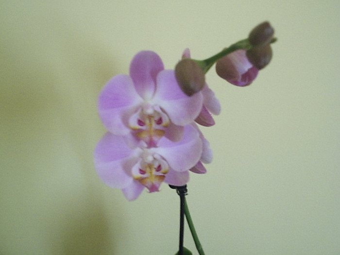 11.08.2012 - Phalaenopsis