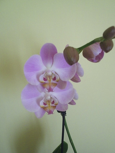 11.08.2012 - Phalaenopsis