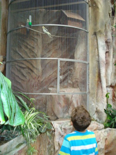 a noua incapere, cu papagali