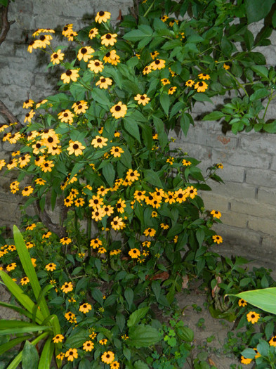 DSCN7785