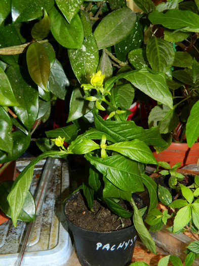 DSCN7812