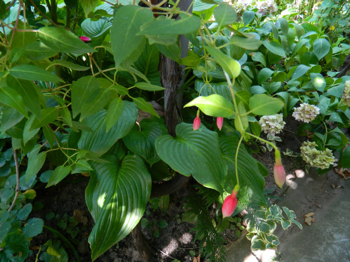 DSCN7819