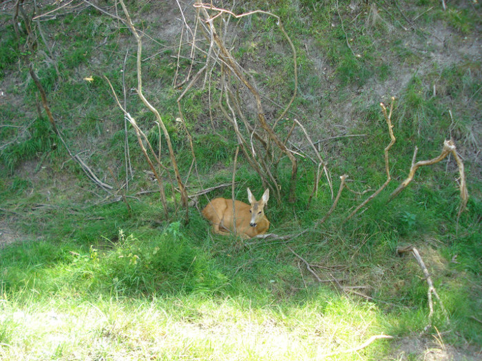 sunt si multe caprioare si mistreti