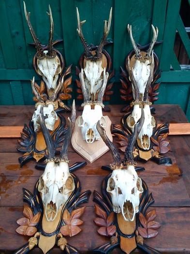 Capriori cu craniu intreg_250 de lei bucata