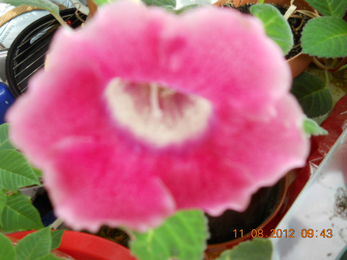 floricele