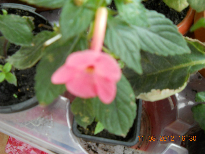 de la dianadia