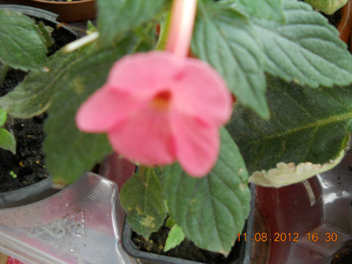 11.08.2012 002 - ACHIMENES- KOHLERIA SI EUCODONIA