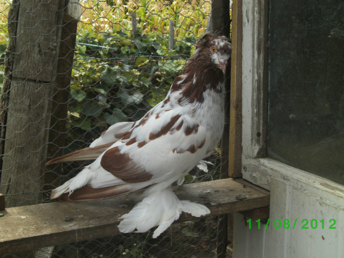 vandut