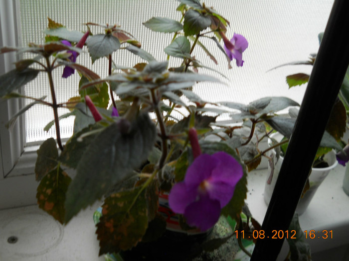 11.08.2012 007 - ACHIMENES- KOHLERIA SI EUCODONIA