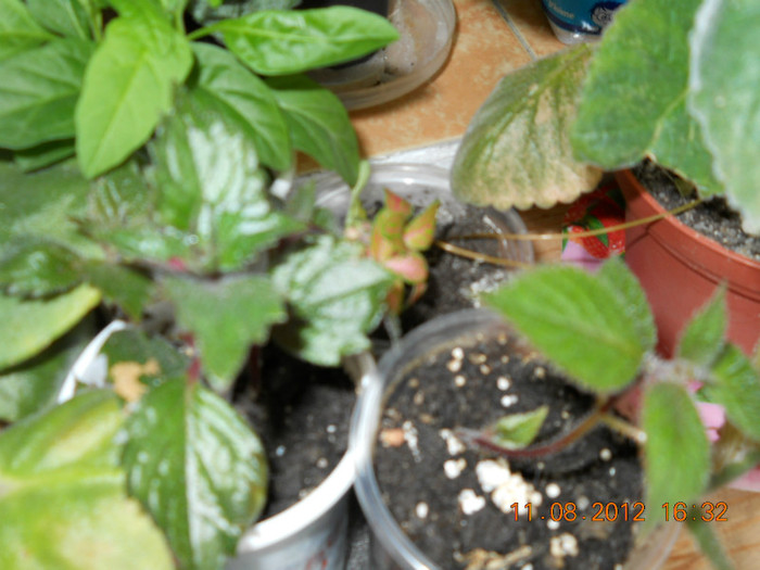 11.08.2012 009 - ACHIMENES- KOHLERIA SI EUCODONIA