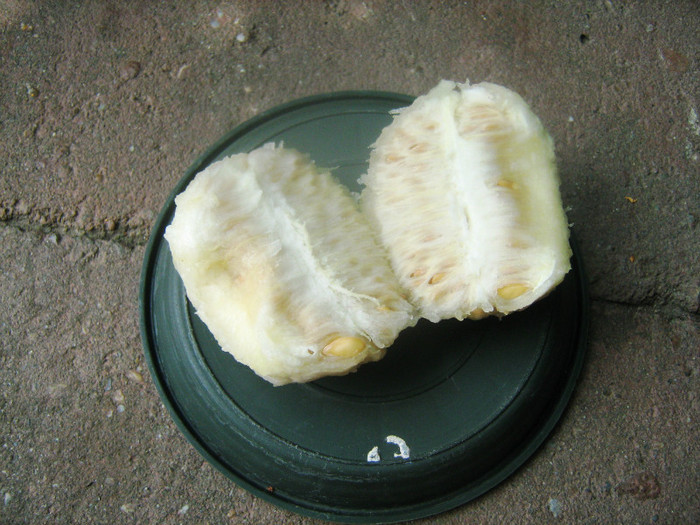 seminte cocolos - pepene galben