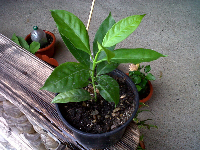 IMG00020-20120811-1824