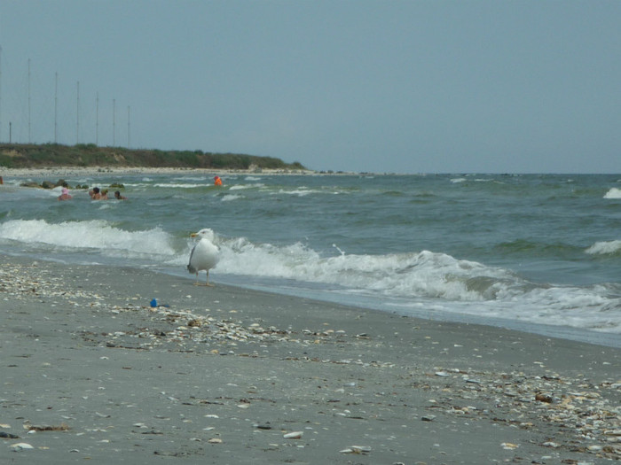 si cu pescarusii - Concediu 2012 - Marea Neagra
