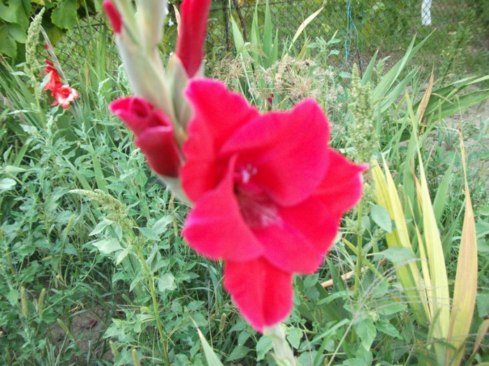 Picture 556 - Gladiole