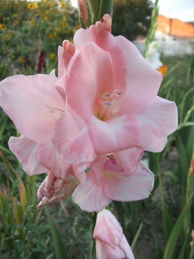 Picture 558 - Gladiole