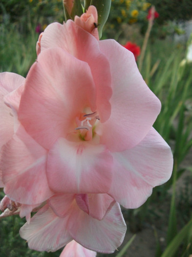 Picture 559 - Gladiole