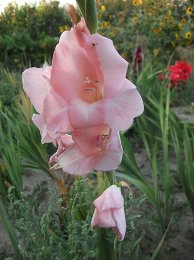 Picture 560 - Gladiole