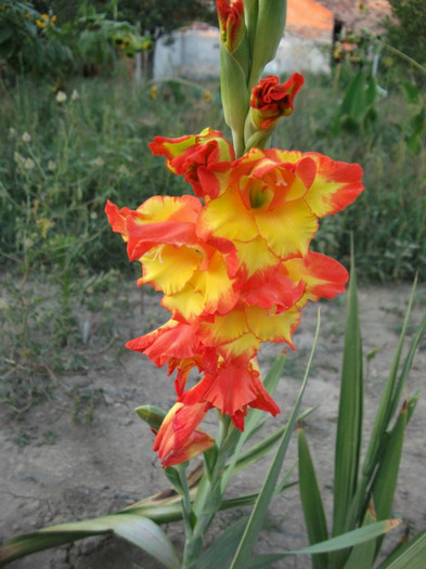 Picture 563 - Gladiole