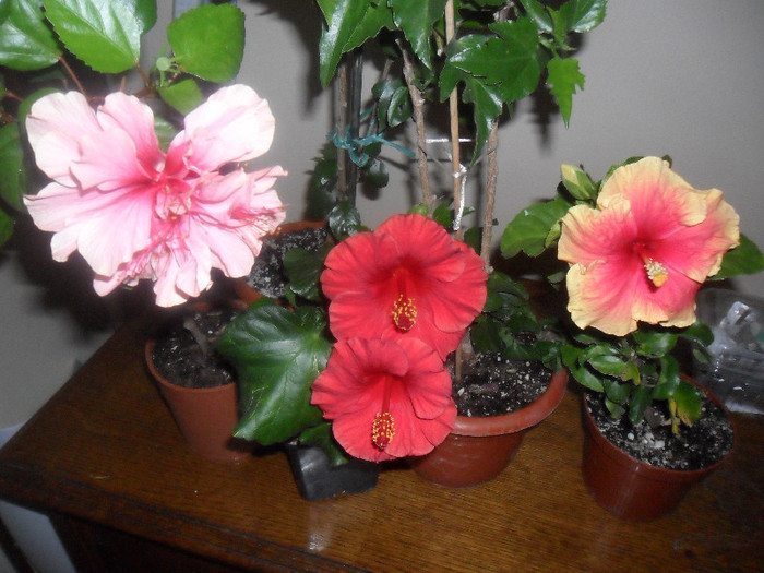 Hibiscus grup