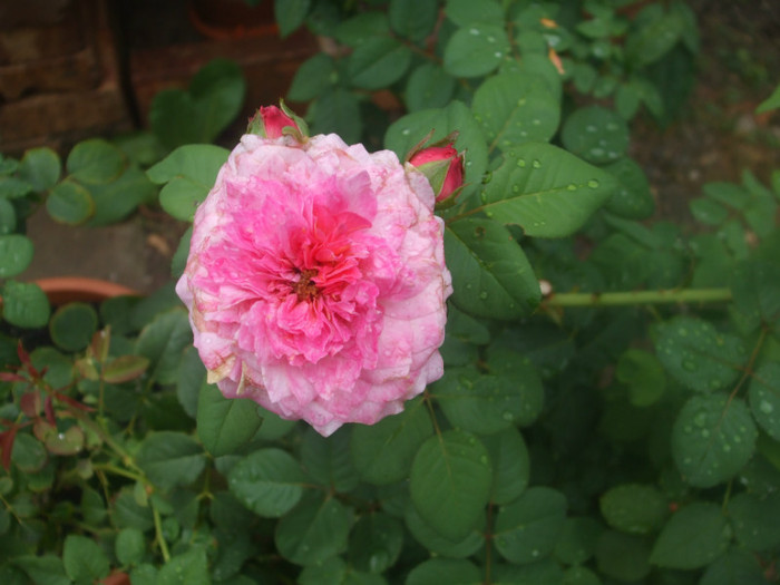 Florajet