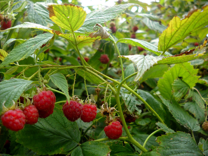 DSCN008773; fructe de padure munte
