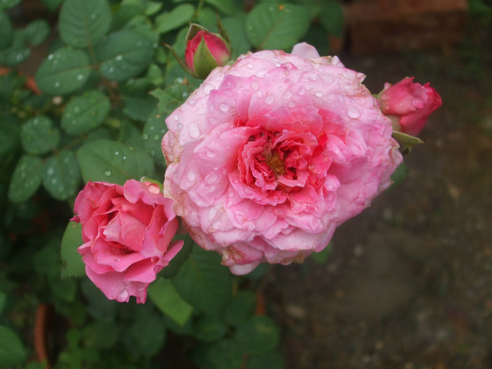 Florajet