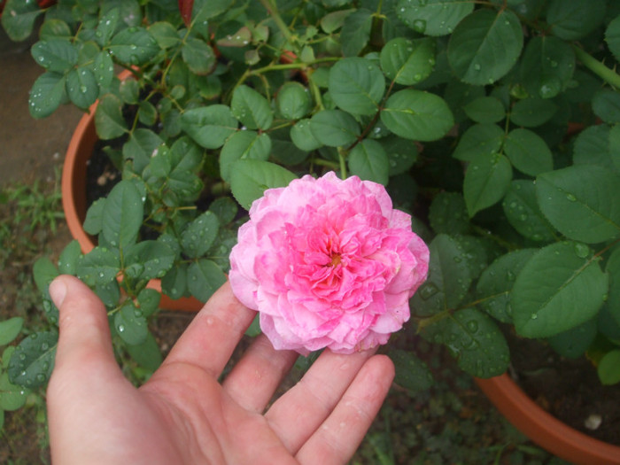 Florajet