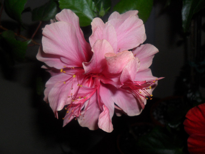 Hibiscus Zaragoza ( ? )