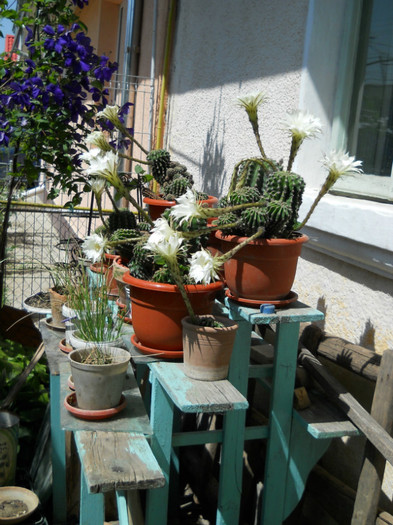 cactusi -clematite - flori
