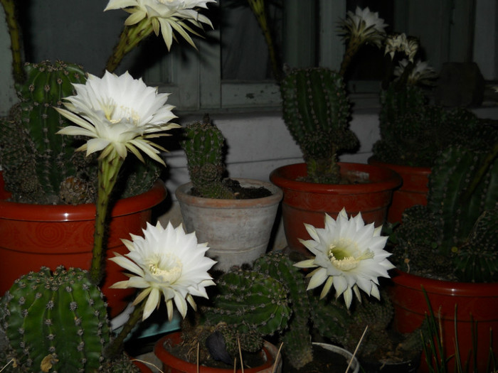 cactusi noaptea