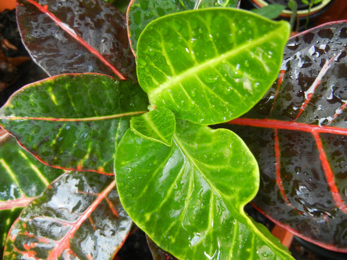 Croton variegatum Petra (2012, Aug.11) - Codiaeum Petra