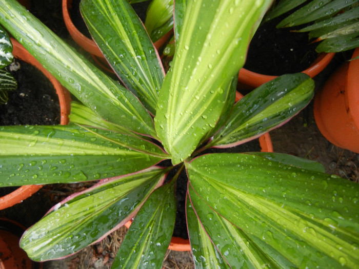 Ti Plant Kiwi (2012, August 11) - Cordyline fruticosa Kiwi