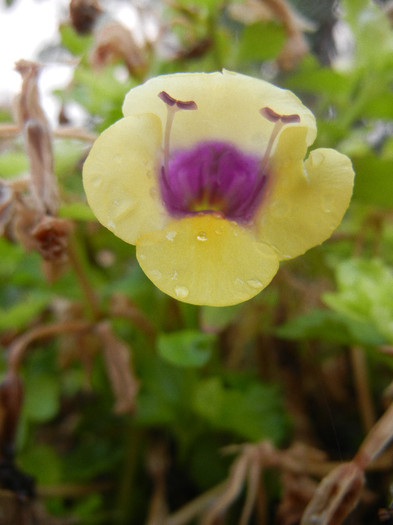 Torenia Gilded Grape (2012, Aug.11)