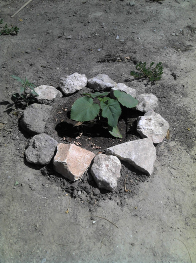 2012-07-28 11.52.48 - Paulownia