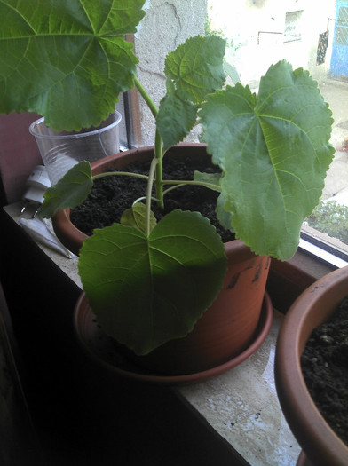 2012-08-04 19.48.51 - Paulownia