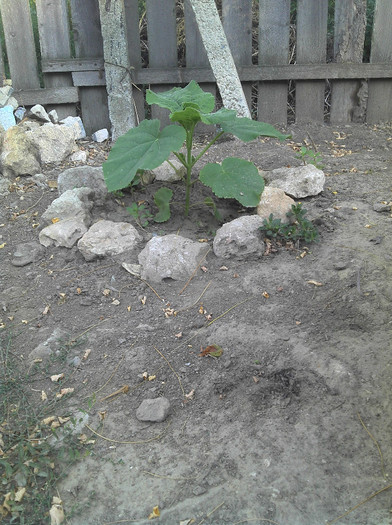 2012-08-05 07.57.07 - Paulownia