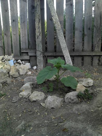 2012-08-05 07.57.12 - Paulownia