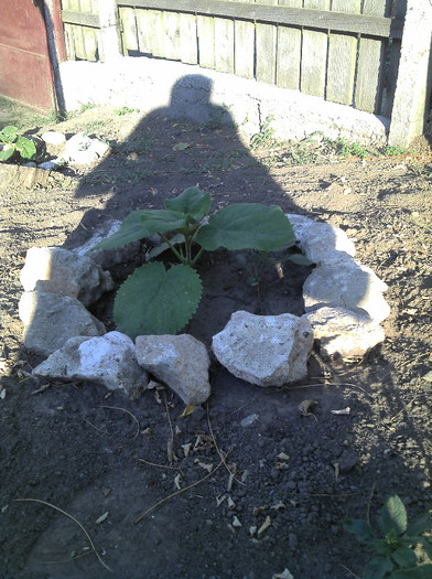 2012-08-05 07.57.37 - Paulownia