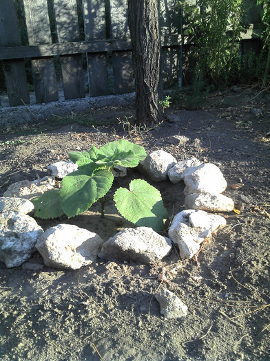 2012-08-05 07.57.43 - Paulownia