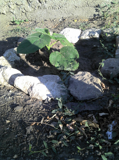 2012-08-05 07.57.51 - Paulownia