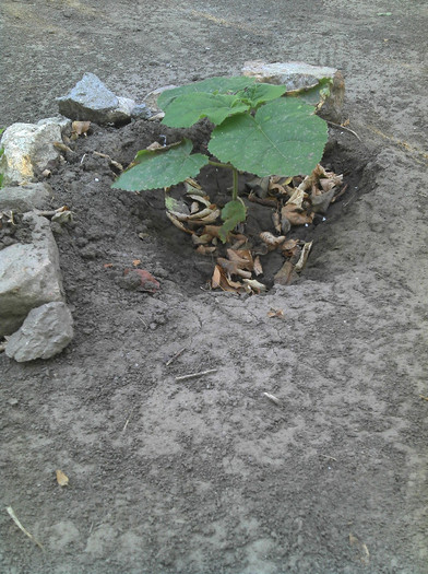 2012-08-05 07.59.34 - Paulownia