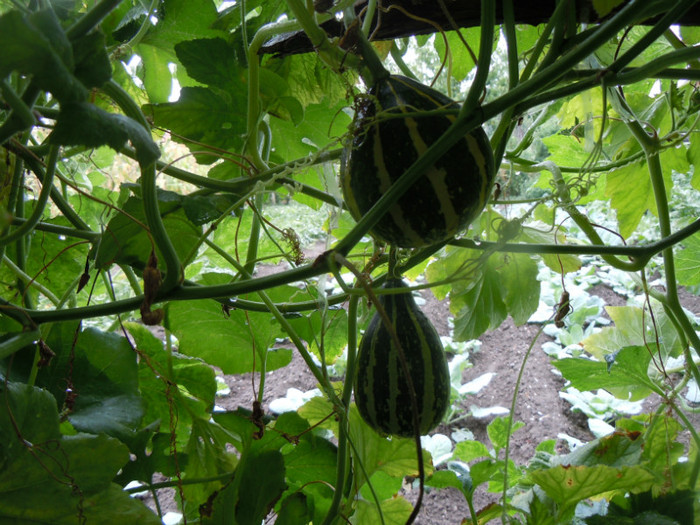 DSCN4139 - 2012 Bostanaria