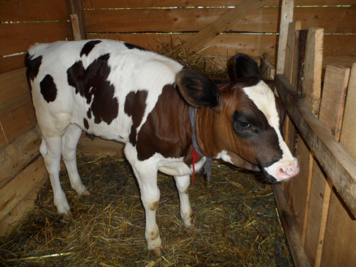 7 saptamani - Vaca holstein si vitica ei