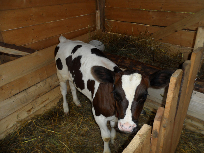 7 saptamani - Vaca holstein si vitica ei