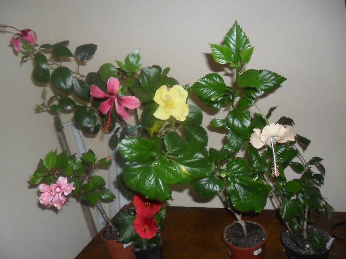 Hibiscus grup