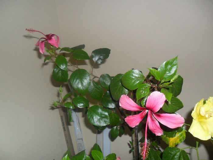 Hibiscus Fidjian Island