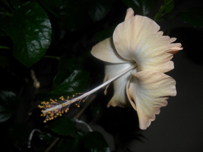 Hibiscus Cream Lady